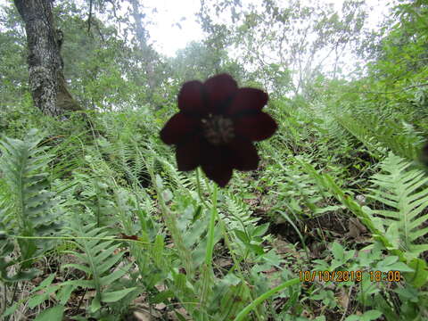 Image of Chocolate Cosmos