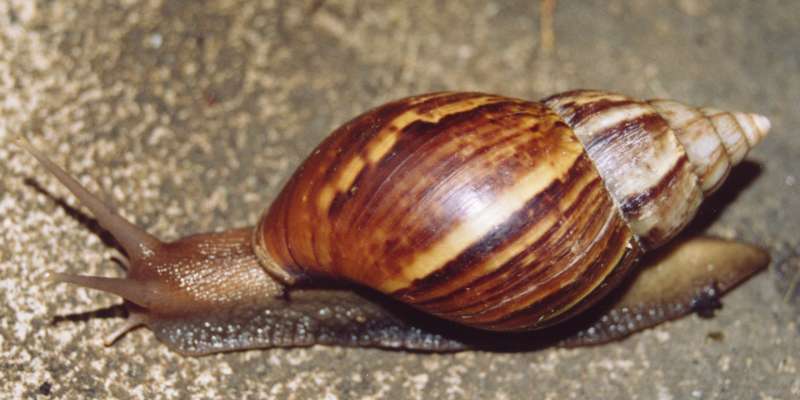 Image of Achatina fulica