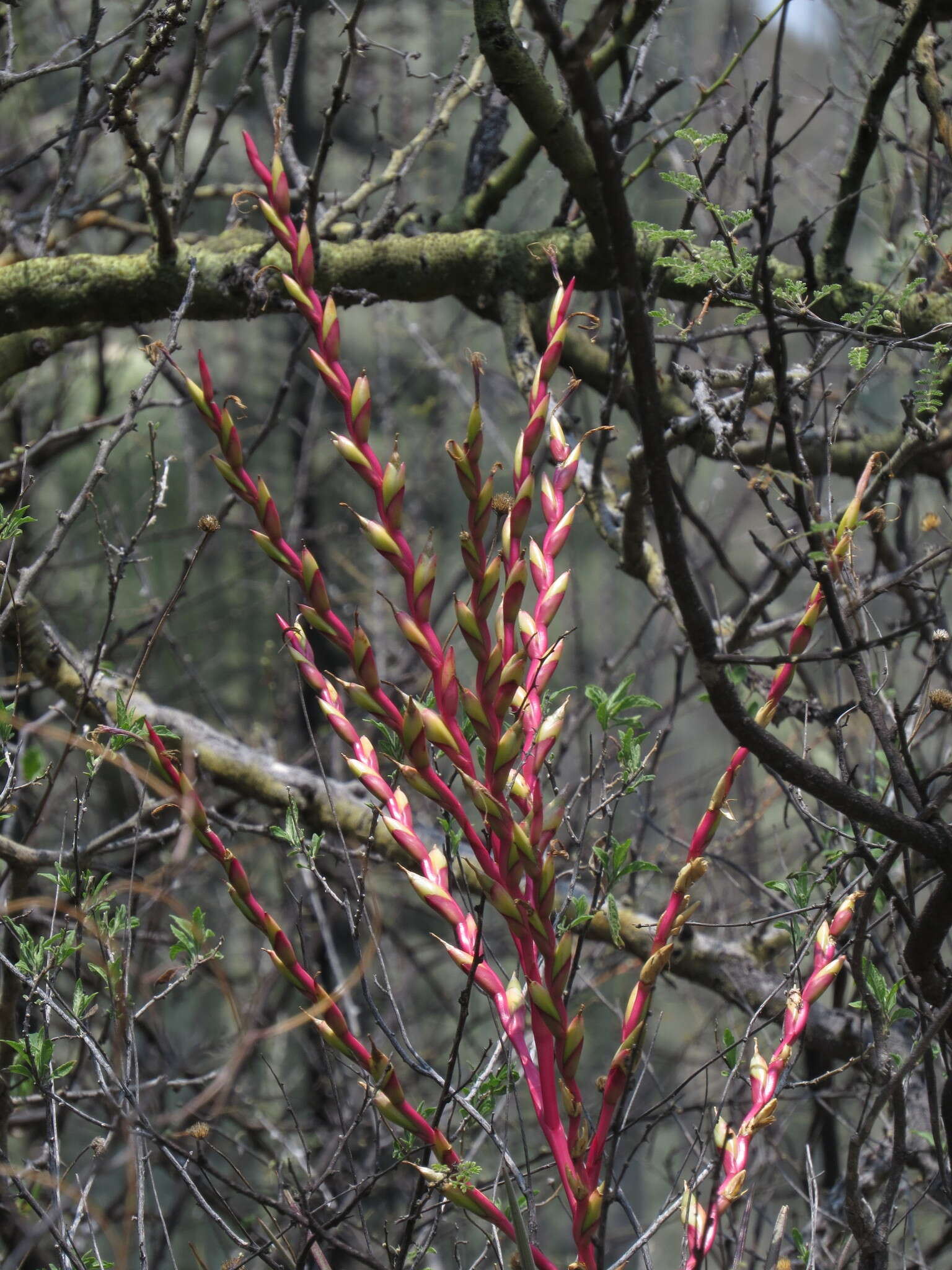 Image of Tillandsia tehuacana I. Ramírez & Carnevali