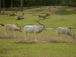 Image of Addax Laurillard 1841