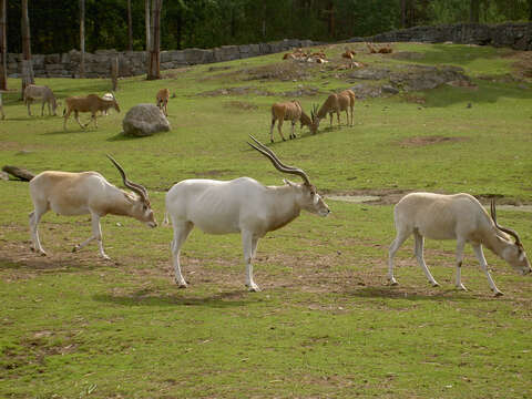 Image of Addax Laurillard 1841