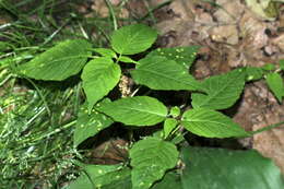 Plancia ëd Puccinia circaeae Pers. 1794