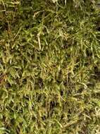 Image of herzodiella moss