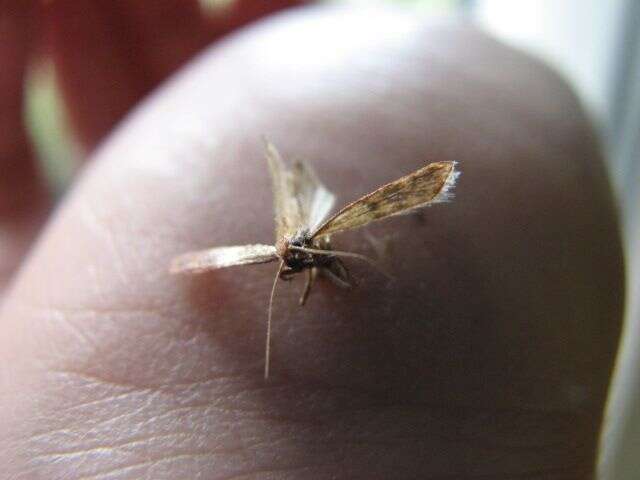 Image of Mediterranean Flour Moth