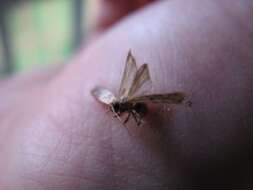 Image of Mediterranean Flour Moth