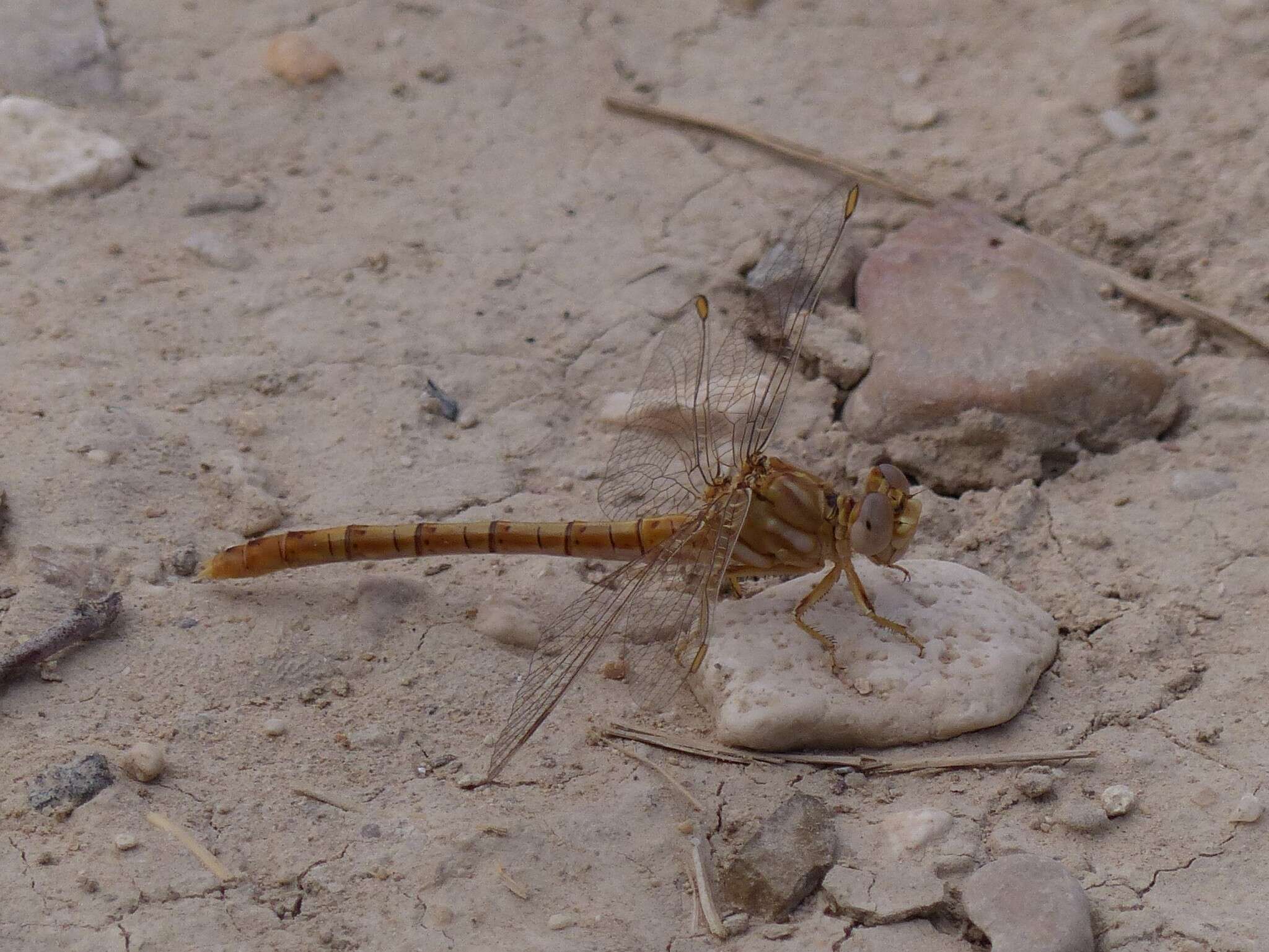 Image of Faded Pincertail