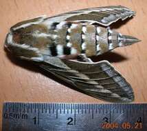 Image of striped hawk-moth