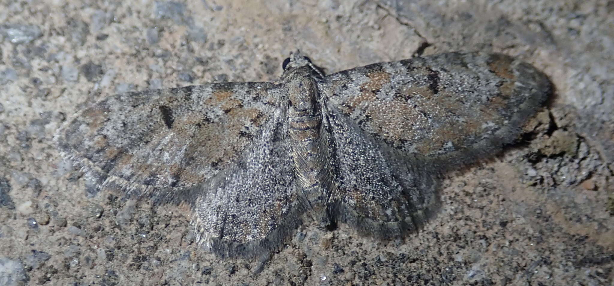 Eupithecia pantellata Millière 1875 resmi