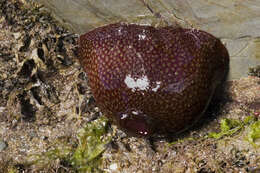 Image of Strawberry anemone