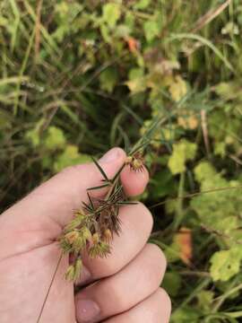 Imagem de Lespedeza angustifolia (Pursh) Elliott