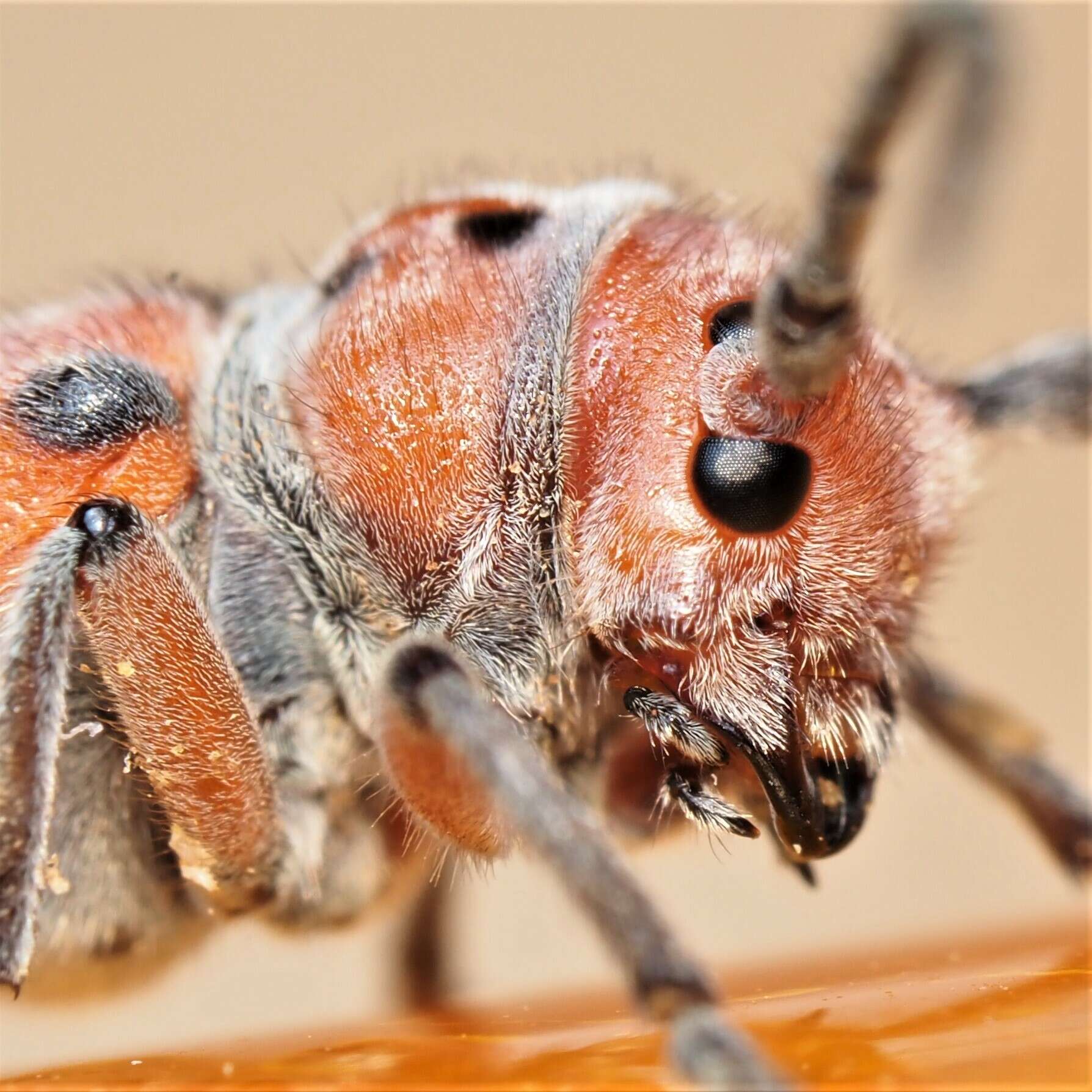 Sivun Tetraopes mandibularis Chemsak 1963 kuva