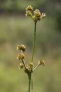 Imagem de Juncus canadensis Gay