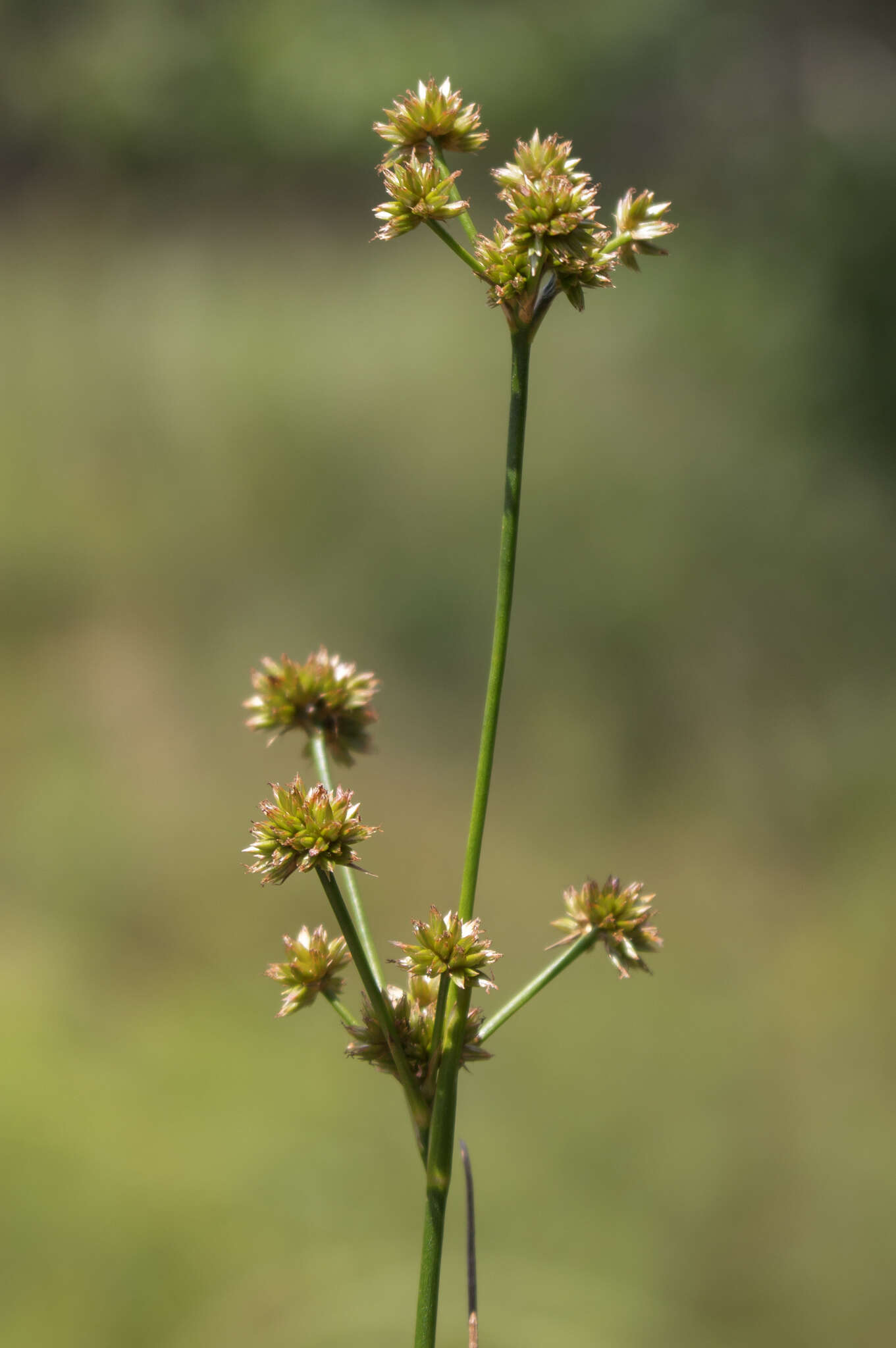 Imagem de Juncus canadensis Gay