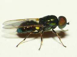 Image of Soldier fly