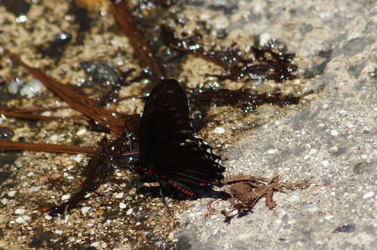 Mimoides phaon (Boisduval 1836)的圖片