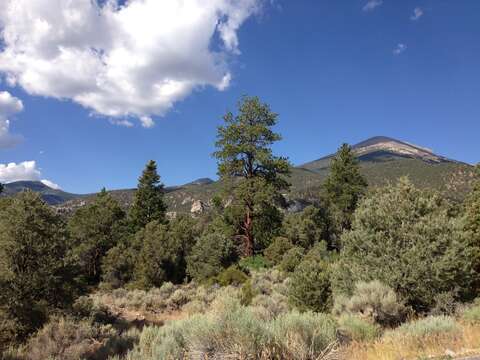 Image of singleleaf pinyon