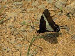 Image of Protographium asius (Fabricius 1781)