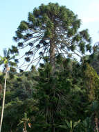 Image de Araucaria bidwillii Hook.