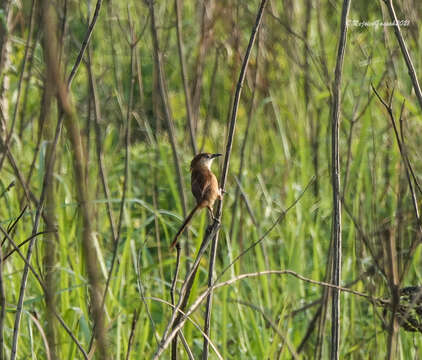 Image of Slender-billed Babbler