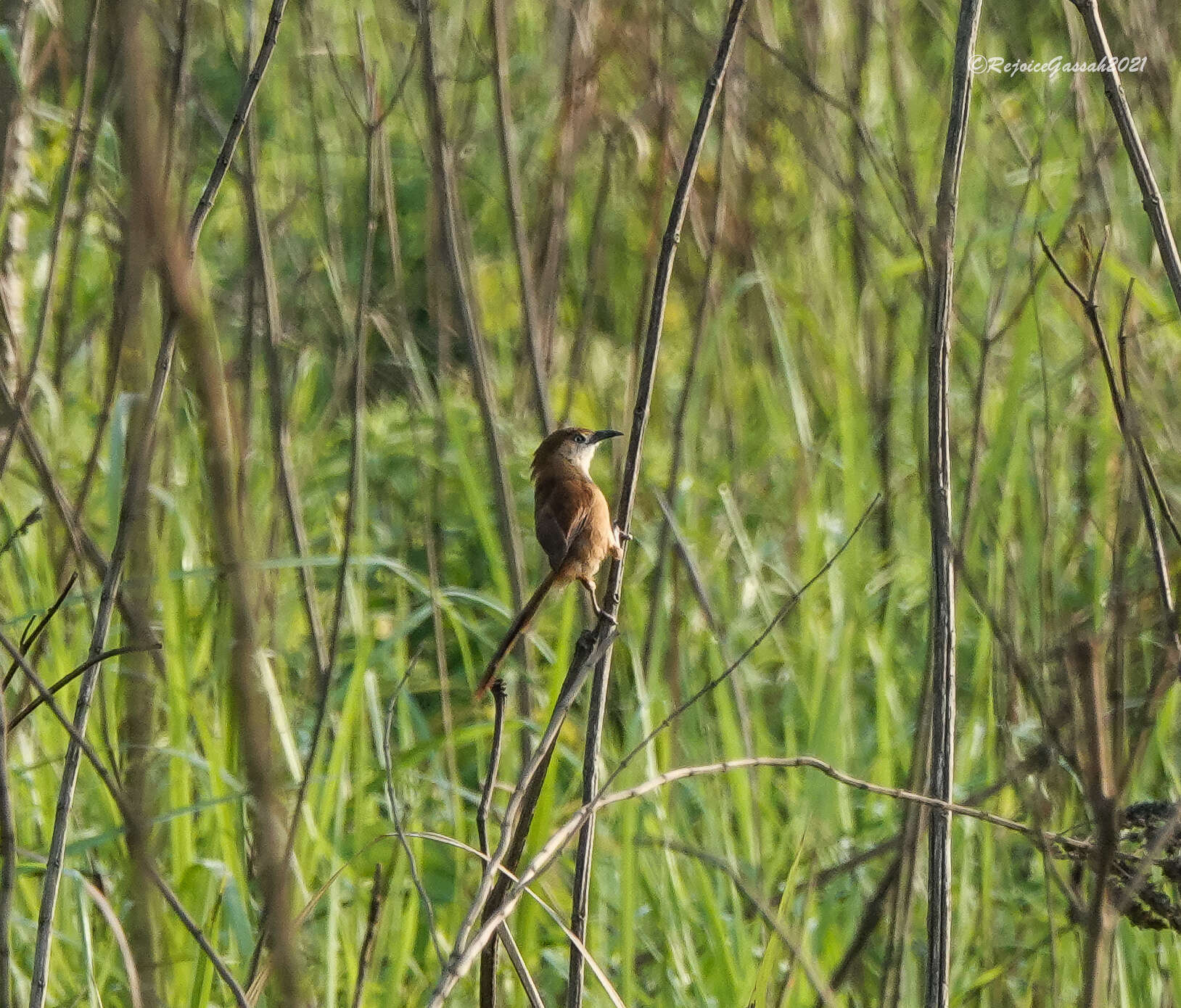 Image of Slender-billed Babbler