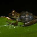 Image of Fritziana fissilis (Miranda-Ribeiro 1920)