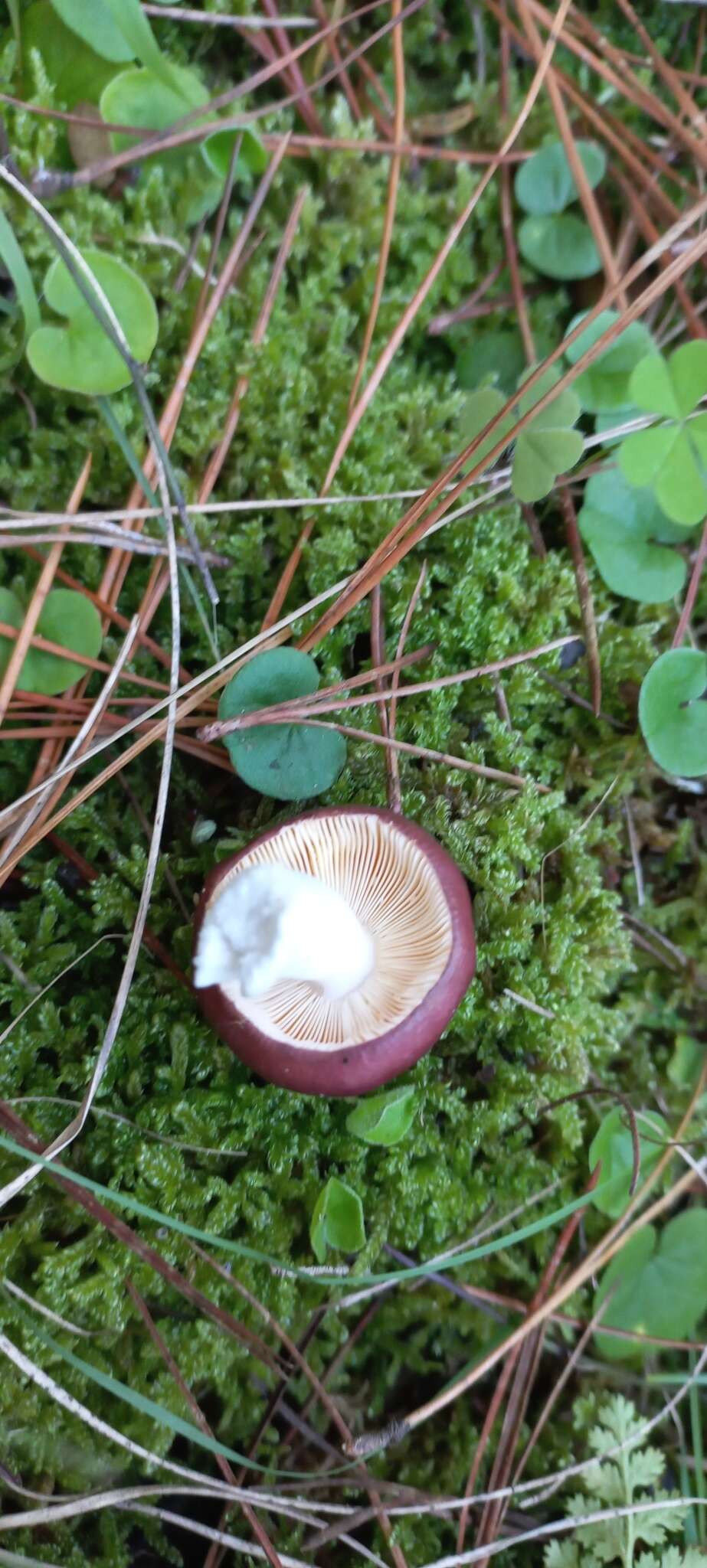 Image of Russula capensis A. Pearson 1950