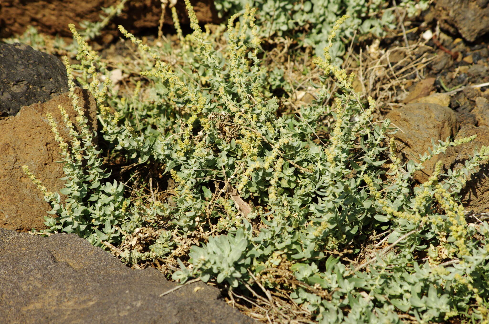 Image of Atriplex glauca subsp. ifniensis (Caball.) S. Rivas-Martínez et al.