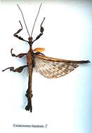 Image of giant stick insect