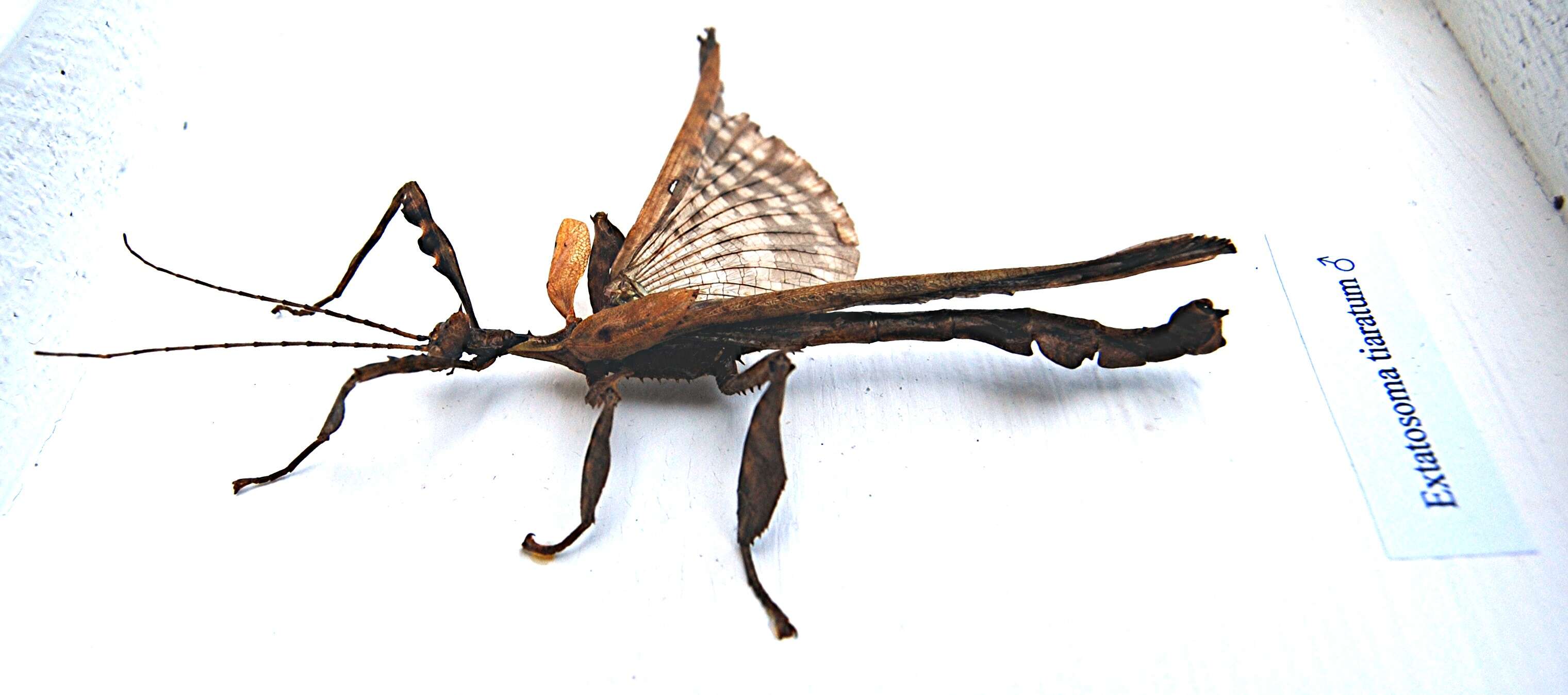 Image of giant stick insect