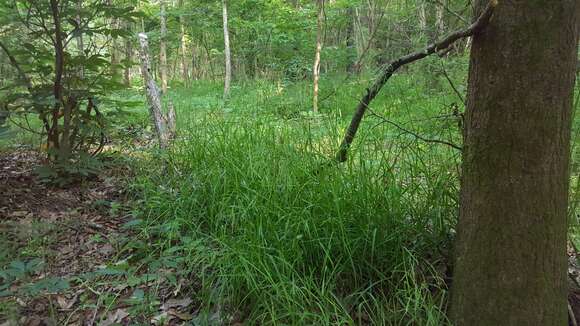 Image of Glyceria striata var. stricta (Scribn.) Fernald