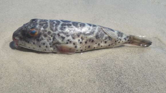 Image of Checkered Puffer