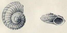 Image of Cyclostrema supremum Melvill & Standen 1903