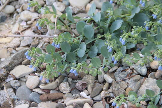 Image de Mertensia maritima subsp. maritima