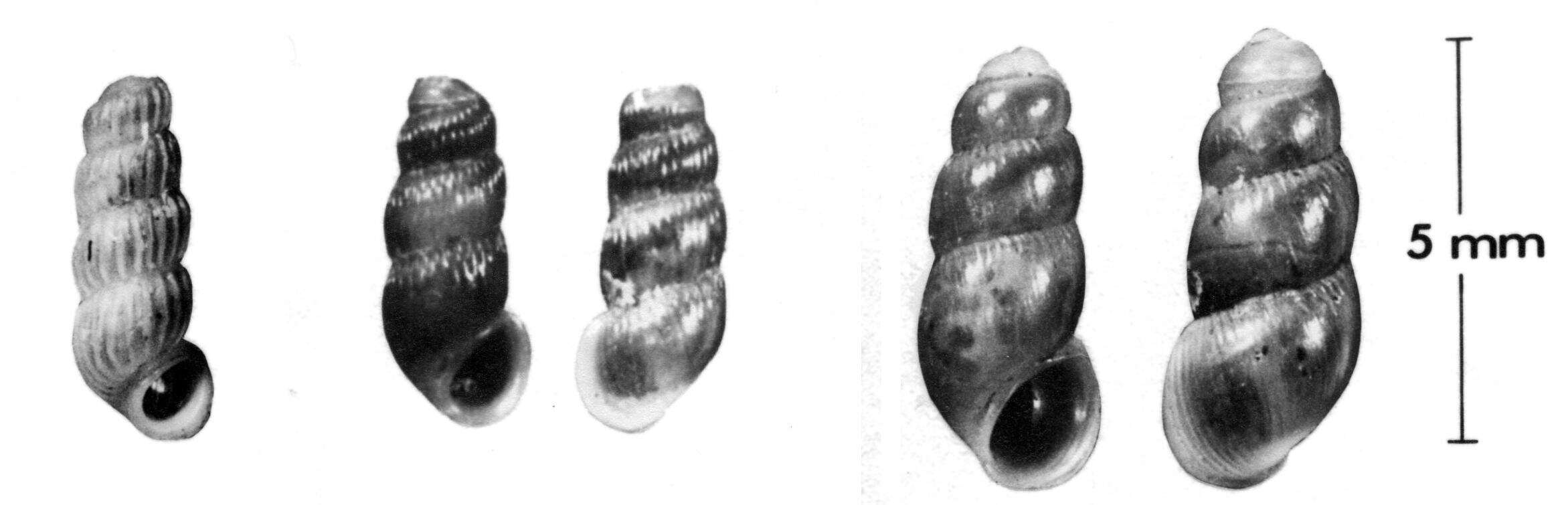 Image of Truncatella pulchella L. Pfeiffer 1839