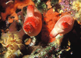 Image of red sea-squirt