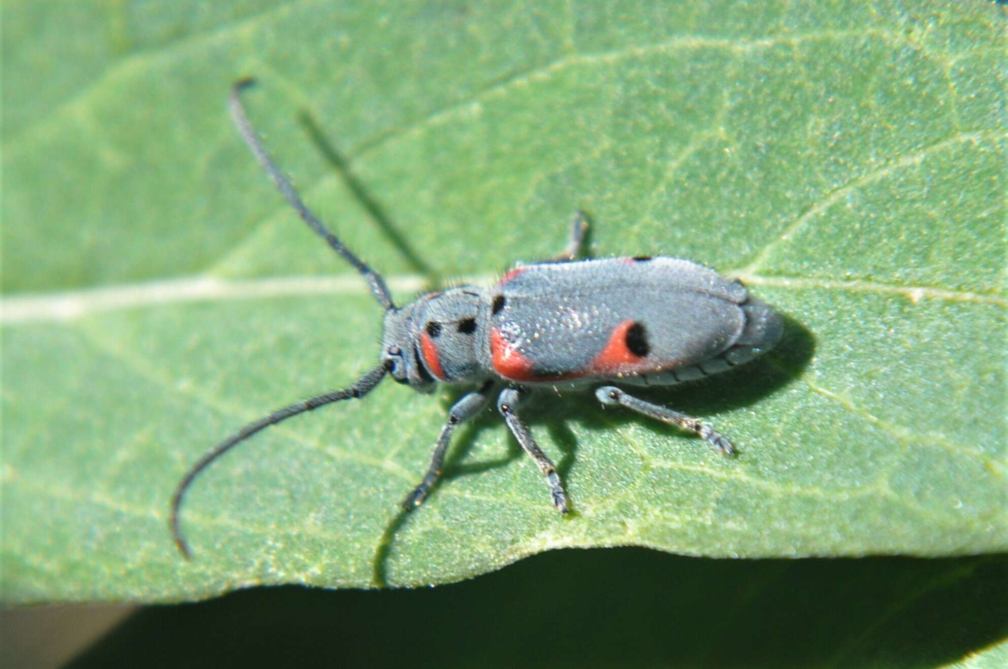 Sivun Tetraopes batesi Chemsak 1963 kuva