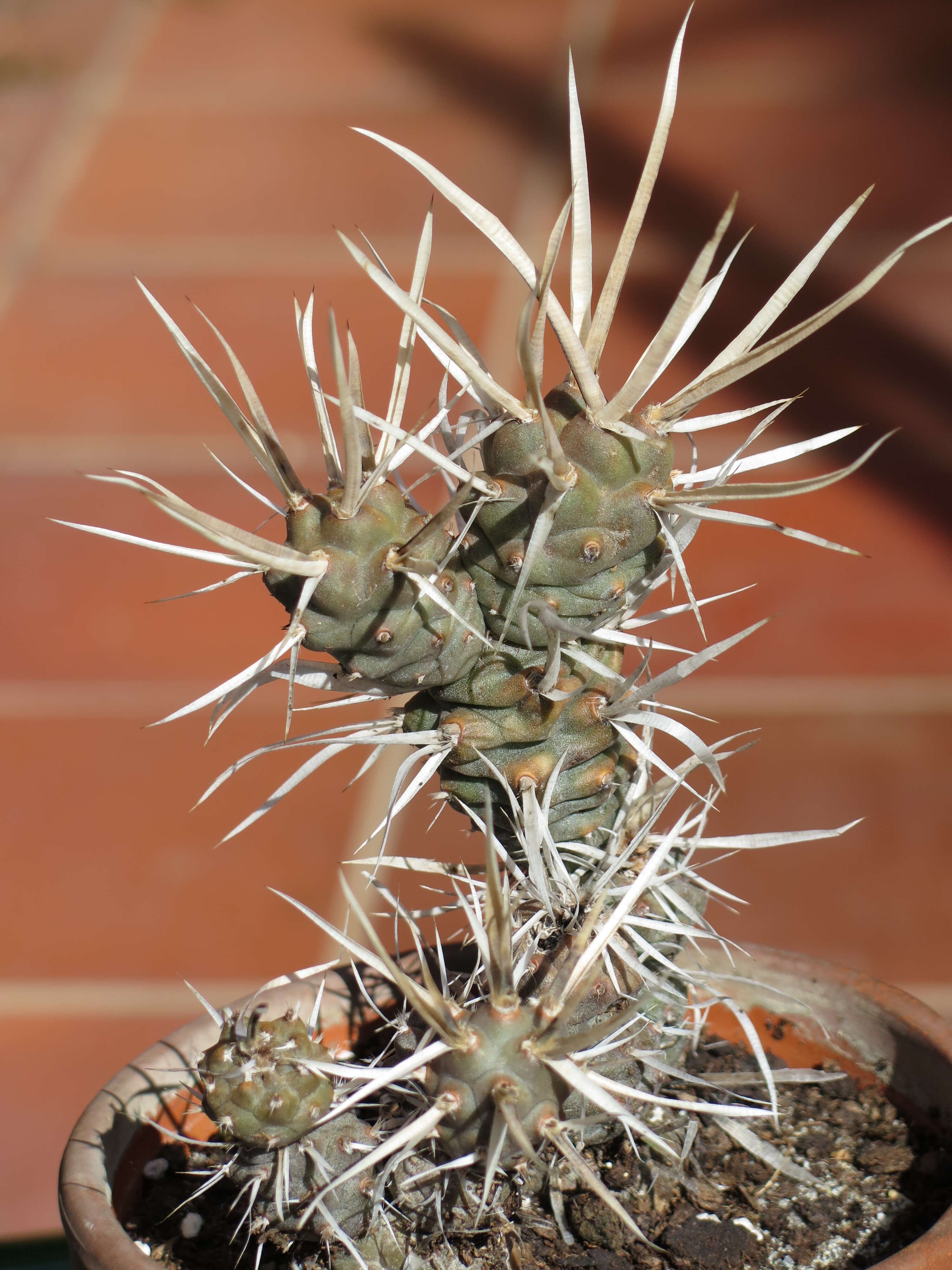 Image of Tephrocactus articulatus