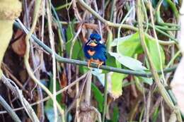 Image of Dwarf River Kingfisher