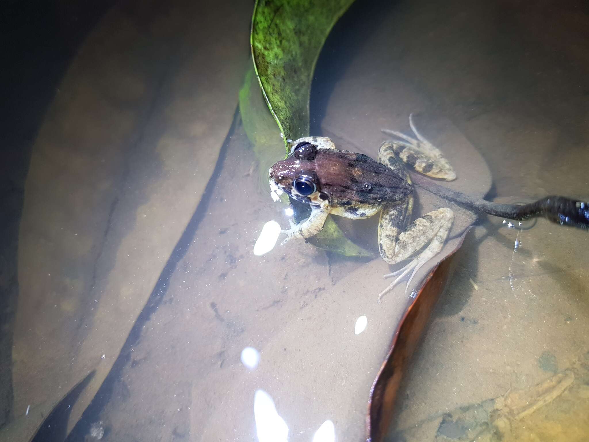 Image of Kirtisinghe's frog