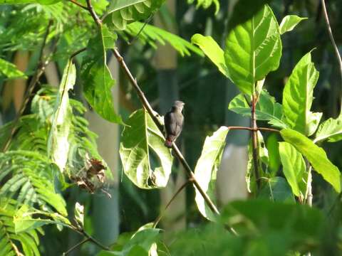 Image of Scarlet-headed Flowerpecker