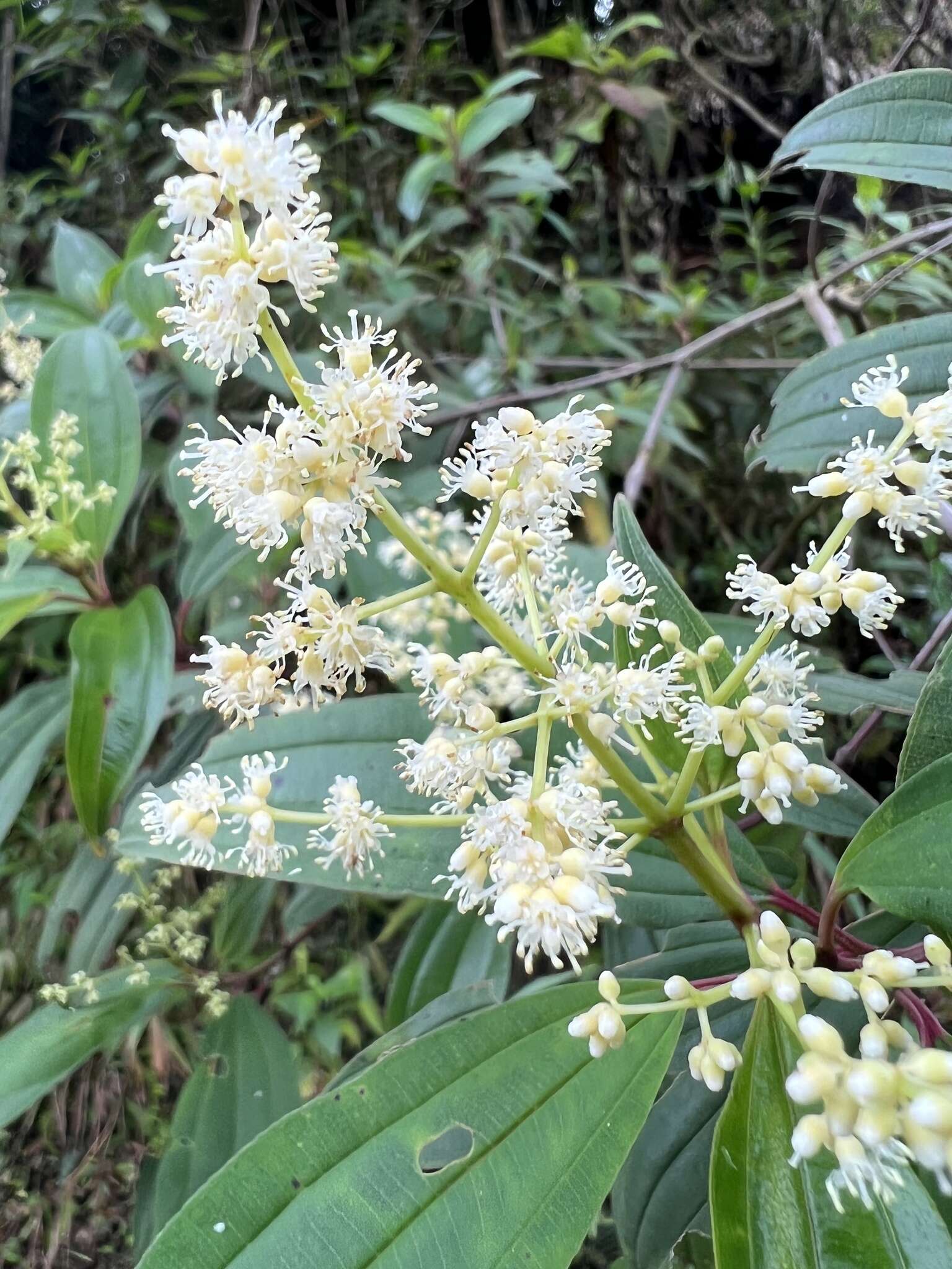 Image of Miconia theizans (Bonpl.) Cogn.