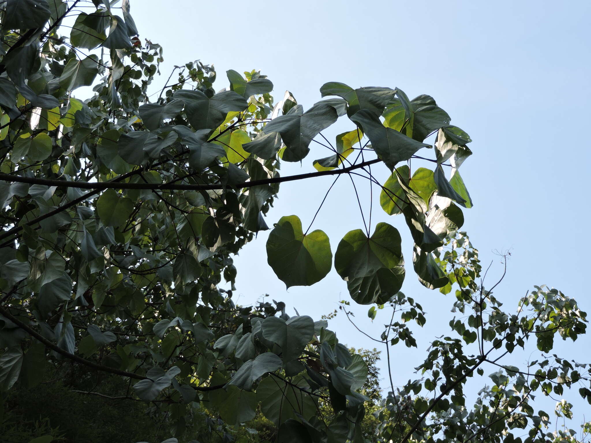 Image of Firmiana danxiaensis Hsue & H. S. Kiu