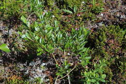 Image of tea-leaved willow