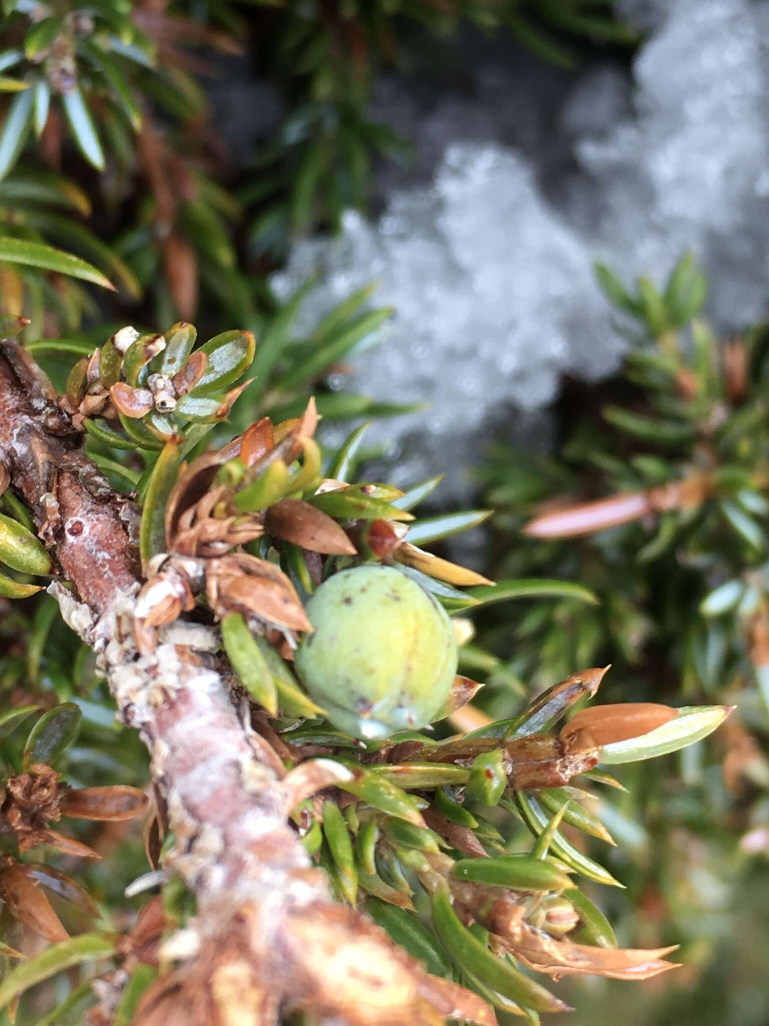 Plancia ëd Juniperus communis var. kelleyi R. P. Adams