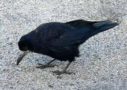 Imagem de Corvus frugilegus Linnaeus 1758