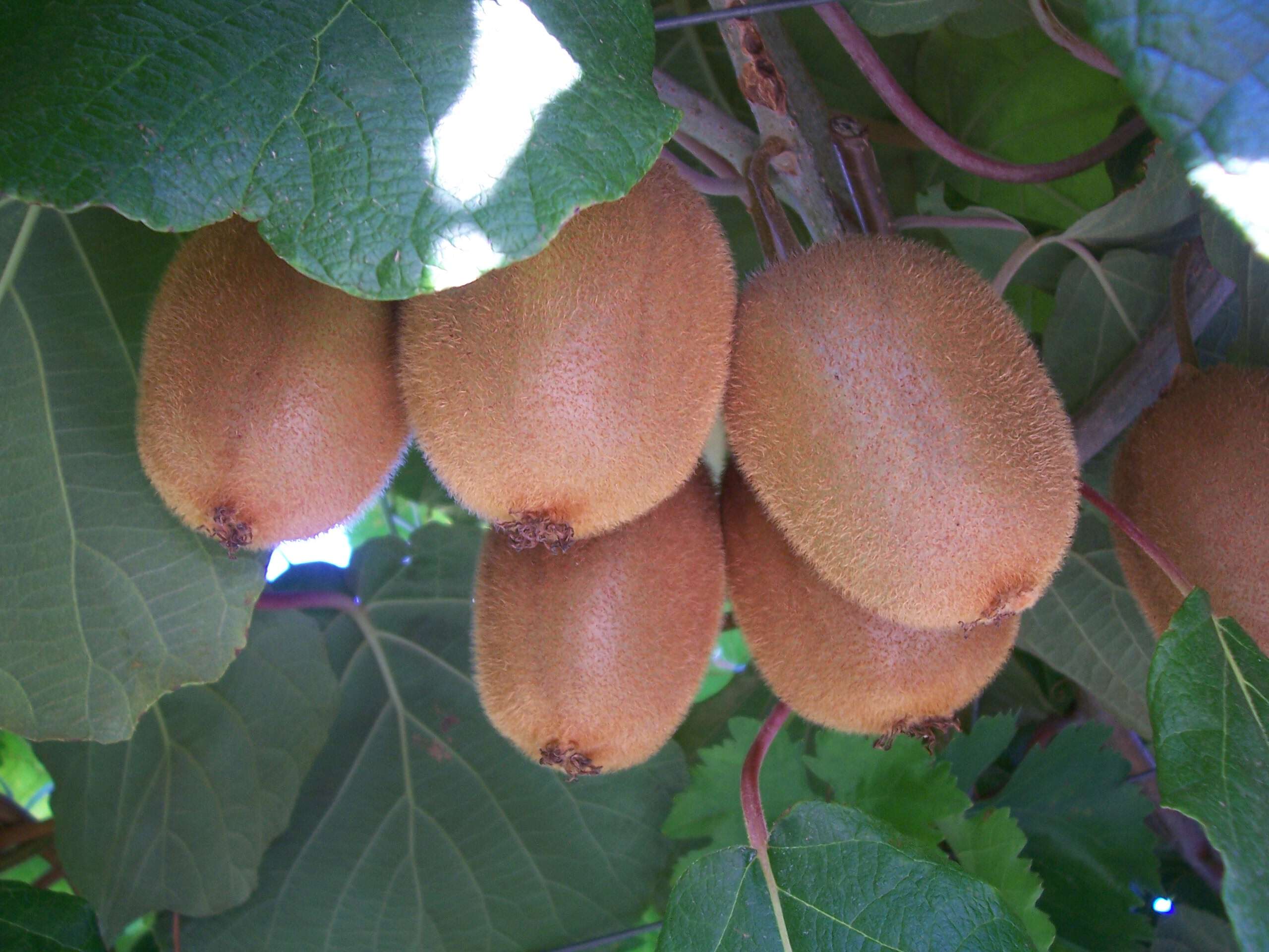 Image de Actinidia chinensis var. hispida C. F. Liang