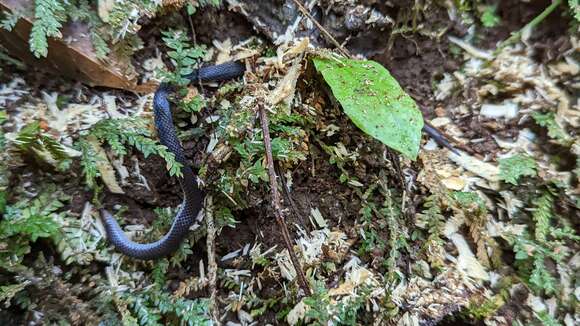 Image of Hoffmann's Earth Snake