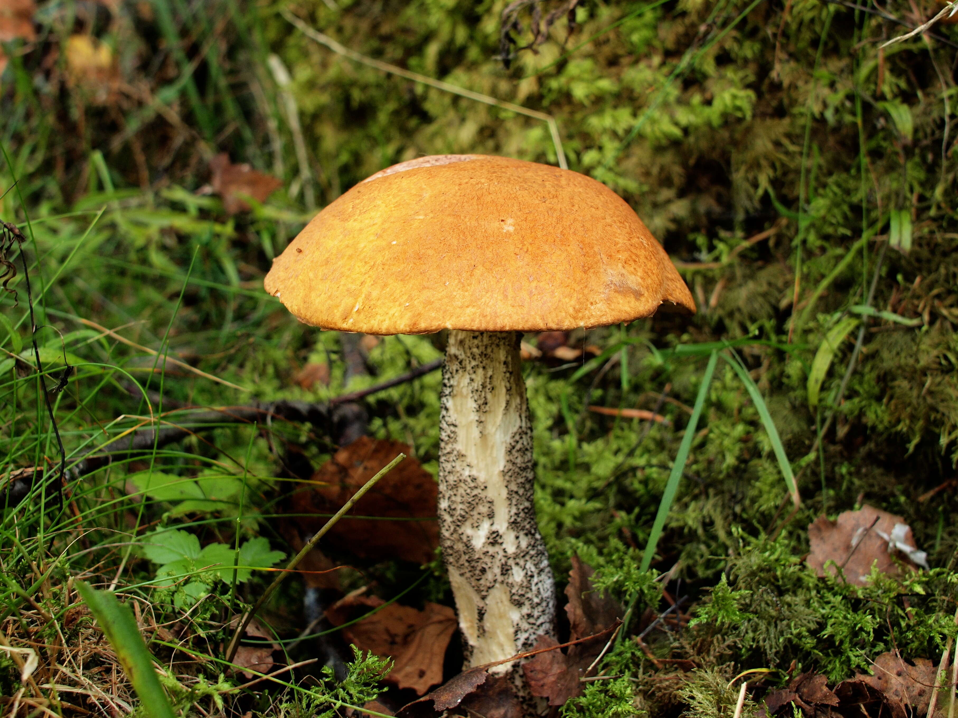 Image of Leccinum versipelle (Fr. & Hök) Snell 1944