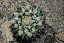 Image of Mammillaria karwinskiana subsp. beiselii (Diers) D. R. Hunt