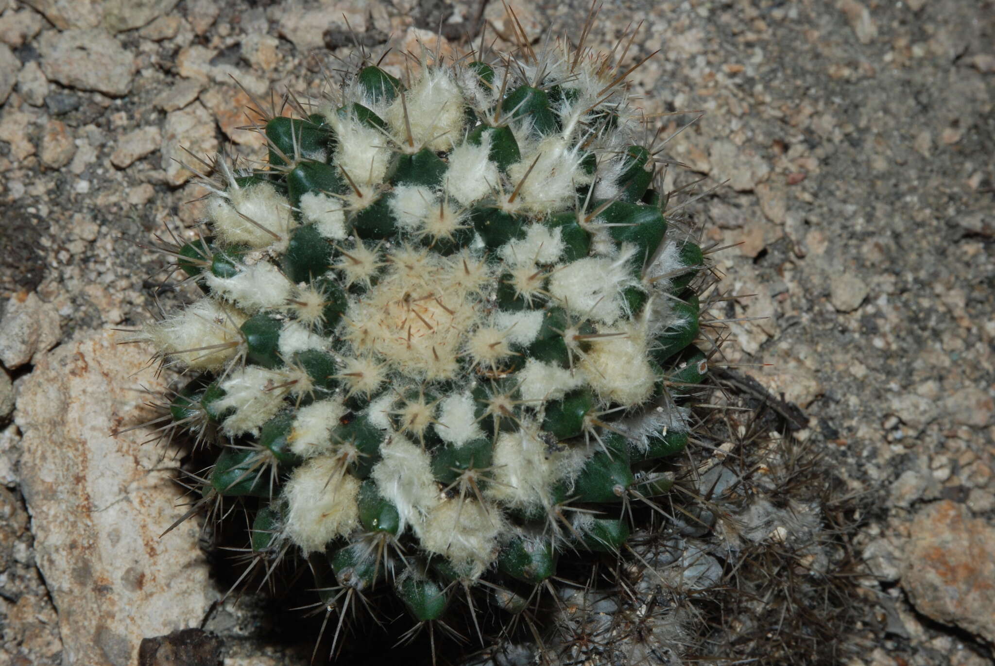 Mammillaria karwinskiana subsp. beiselii (Diers) D. R. Hunt的圖片